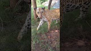 cheetah #navegaon bandh and nagzhira abhayaranya #ytshorts #viral #roadtrips #subscribe