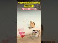 小猫快乐的在雪地里扑雪，尽情玩吧，这世界也有你的一份~#cat #治愈 #萌宠 #cuteanimals #可爱 #cute