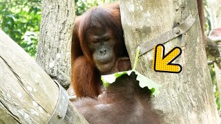 友達の葉っぱの帽子が欲しいオランウータン/ Orangutan wants friend's green hat