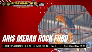 Anis Merah ROCK FORD Habis Mabung Tetap konsisten Di Jalur Juara !!