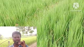 இலைப்புள்ளி நோய் உயிர் விவசாயம் காப்போம் #நோய் மேலாண்மை #agriculture #நெல்