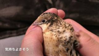 我が家のヒメウズラちゃん紹介（里芋もあるよ）