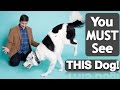 How to Teach your Dog to be a SUPER DOG! How to Teach your Dog to be a SUPER DOG!