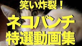 おもしろハプニング動画 ネコパンチ特選動画集〜笑い炸裂の11連発