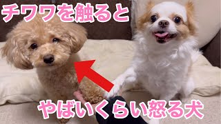 チワワを撫でるとマルプーの嫉妬が凄過ぎたchihuahua and maltipoo