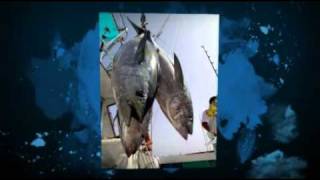 King Of The Sea Tuna | MercuryFree Fancy Tuna | 888-467-8862