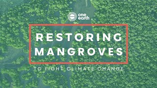 Restoring mangroves to fight climate change | One Earth