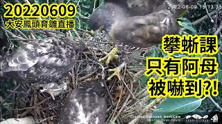 20220609 攀蜥課 只有阿母被嚇到?! - 大安森林公園鳳頭蒼鷹育雛直播