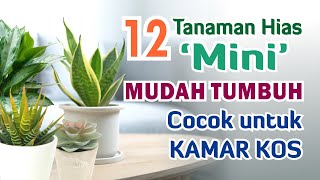 12 Tanaman Hias Mini yang Mudah Tumbuh, Cocok untuk Kamar Kos