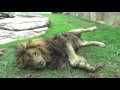 じゃれねこライオンのアレン　allen the pawing lion.