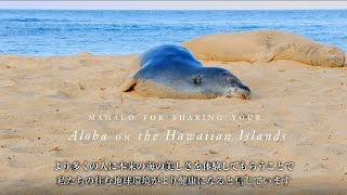 Share the Aloha -総集編 -海の環境-