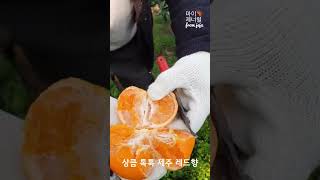 제주 레드향 2kg 3kg 5kg 가정용 선물세트 맛있는 과일 선물