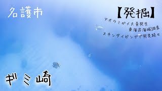 【北部】沖縄本島水中調査　名護市の穴場、東海岸嘉陽エリアの海をスキンダイビングで探索 in ギミ崎　ログ＃４０