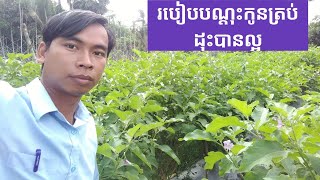 របៀបបណ្តុះកូនត្រប់ ,how to eggplant seedling good growing