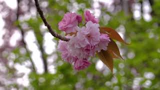 2020年🌸菊名桜山公園（カーボン山）の八重桜【4K / sony rx100m7 / 立体音響】