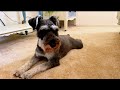 Mini Schnauzers 5 Tips You NEED to Know Before Getting One