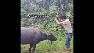 Buffalo Meat Cutting In Nepal #buffalo #meatcuttingskills #cuttingskills #buff #meat #ranga #shorts