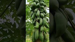 എന്റമ്മോ🙄🙄 ഇത് ഒരു കപ്പളങ്ങ മരം 🥑🥑 തന്നെയാണോ 😍/pappaya tree/pappaya cultivation/farming/vpm family🥰😍