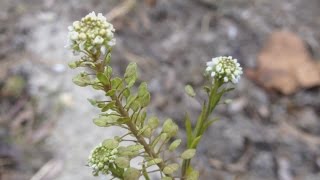 Least pepperwort (Lepidium virginicum) - 2016-12-09