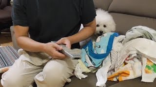 洗濯物に割って入る犬！ビションフリーゼ