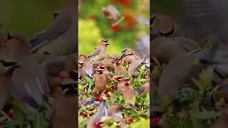beautiful nature birds singing sound short video #nature #birds #sound #shorts