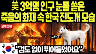 [해외감동사연] 진돗개의 기적적인 구조 본능! 美 전역 SNS 난리난 화재 현장, 30년 소방관도 인정한 충격적인 순간