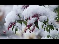 冬の常寂光寺、雪化粧が美しい❄️降り積もる雪と静寂に包まれる寺❄️