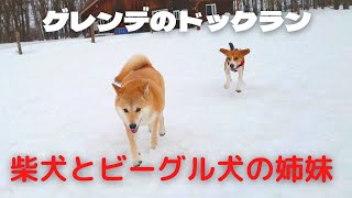 「ビーグル犬ハル」いつもどこでも柴犬姉ちゃんにべったり「ゲレンデの真下にあるドックラン」