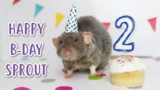 CELEBRATING MY RATS BIRTHDAY