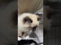 飼い主の問いかけにお返事する猫様🐈 猫 kitten