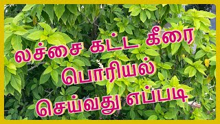 லச்சை கட்ட கீரை பொரியல் செய்வது எப்படி/Lachcha katta keerai/nachchu ketta keerai poriyal