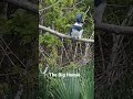 Belted Kingfisher