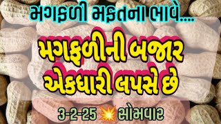 મગફળીમાં ભયંકર મંદી, મગફળીમાં તેજી, મગફળીના ભાવ, ગોંડલ,  સીંગદાણા, સીંગતેલ, 3.2.25, farmer market