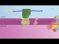 gpi anchoring of proteins in the er membrane cell bio video textbooks preview