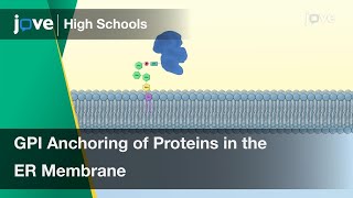 GPI Anchoring of Proteins in the ER Membrane | Cell Bio | Video Textbooks - Preview