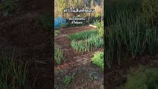 ความสุขของคนปลูก #ความสุขแบบบ้านๆ #ปลูกผักกินเอง #garden #ปลูกผัก #เกษตรพอเพียง