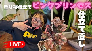 浅岡園芸さん【俺のシリーズ01】ピンクプリンセスギャラクシーをさらにカッコよく😎👍