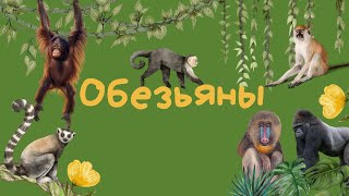 Изучаем животных | Обезьяны для детей