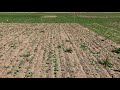 Prospect trial from the field - 4 weeks post application | Corteva Agriscience Canada