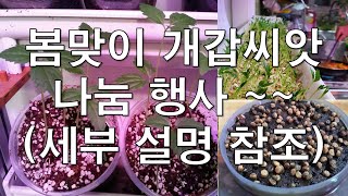 인삼 개갑씨앗 나뭄행사 21 03 05