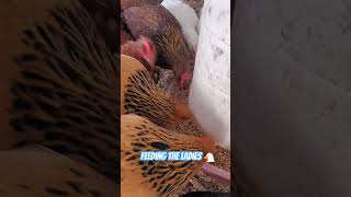 Feeding Chickens #chicken #chickens #animals