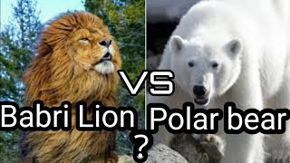 বাব্রি সিংহ vs পলার ভাল্লুক লড়াই হলে কে জিতবে ?Babri Lion vs polar bear real fight who will win