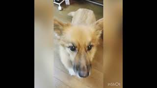 おやつにしか興味ない犬の反応が・・・😭【雑種犬】#shorts