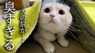 うとうとしてる猫に犬が放屁したらこうなった...笑