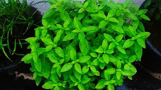 Mint tulsi/Vicks tulsi/tips for growing mint tulsi (in tamil)