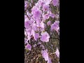 영변의 약산 진달래 꽃 azalea