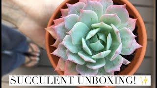 succulent unboxing from Altman plants