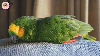 He Was 85 and Alone… Then a Baby Parrot Changed Everything