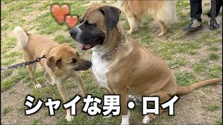 恋に落ちたロイ❤︎