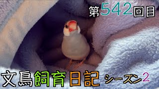 文鳥飼育日記シーズン2第542回目